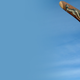 Illustration for article titled How Boomerangs Work
